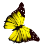 C:\Users\User\Desktop\kisspng-beautiful-butterfly-butterfly-5ad6a01c0bfd58.5564085915240151320491.jpg